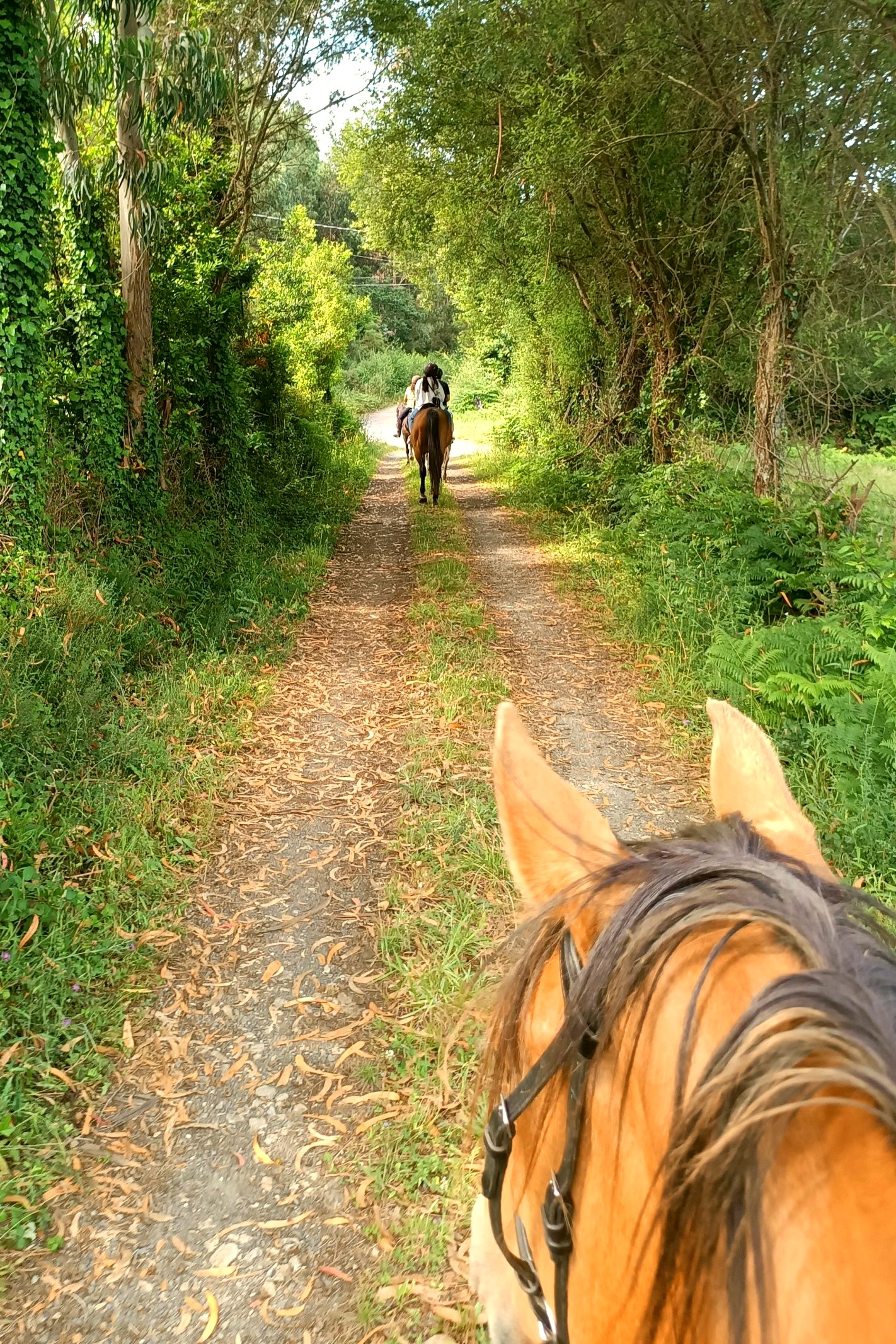 Travesías a Caballo